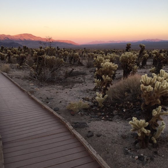 Meet your Posher, Jasmine - Picture 1 of 1